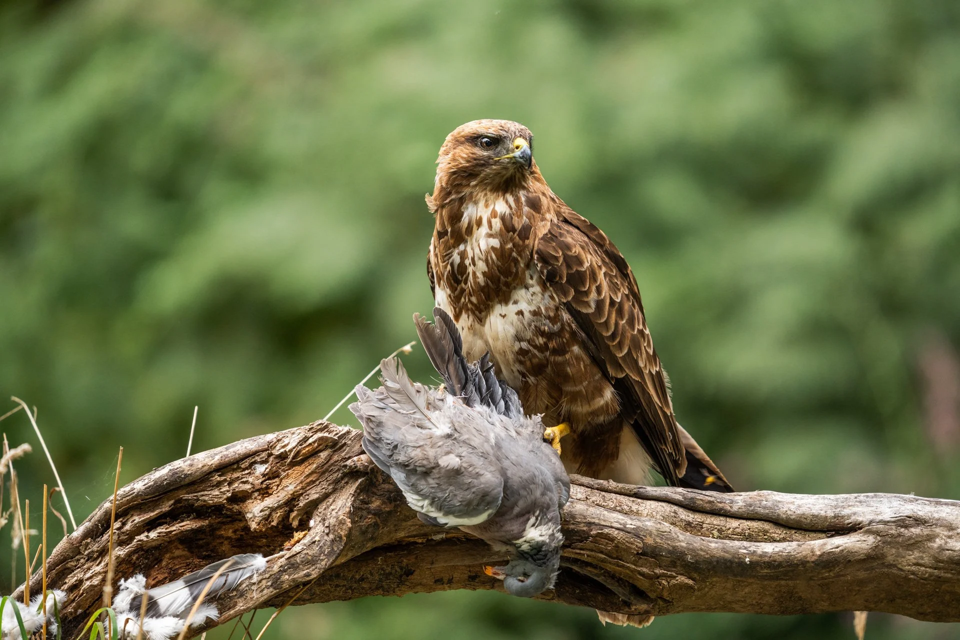 Photographing Buzzards — Jo Heard